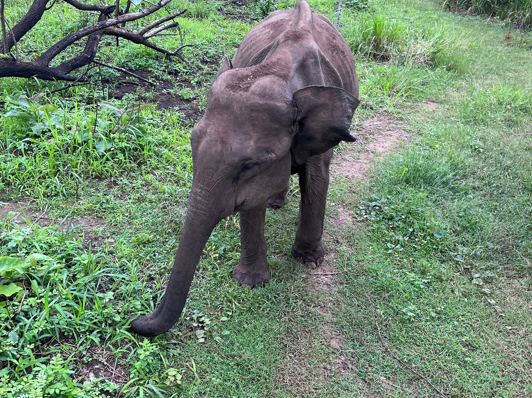 Hiriwadunna Village & Jeep Safari No 4-Hiriwadunna必去景点