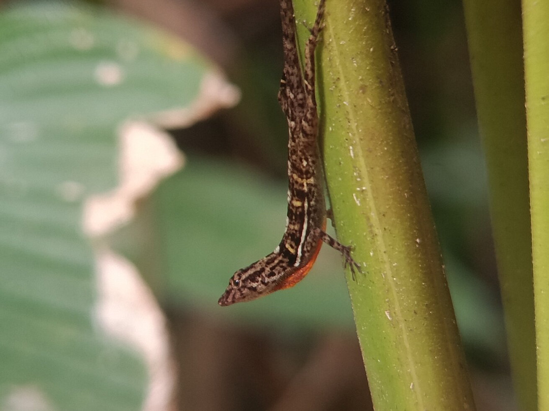 Corcovado Hiking Tours-希门尼斯港必去景点
