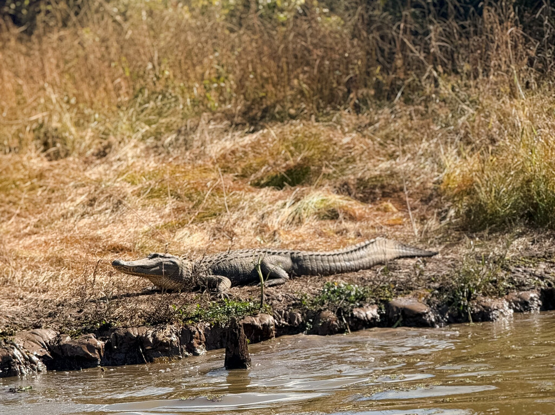 Atchafalaya Basin Landing & Airboat Swamp Tours-布里奥克斯桥必去景点