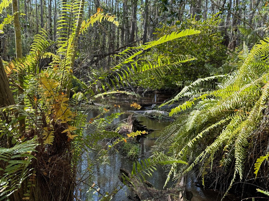 Everglades Institute-霍姆斯特德必去景点