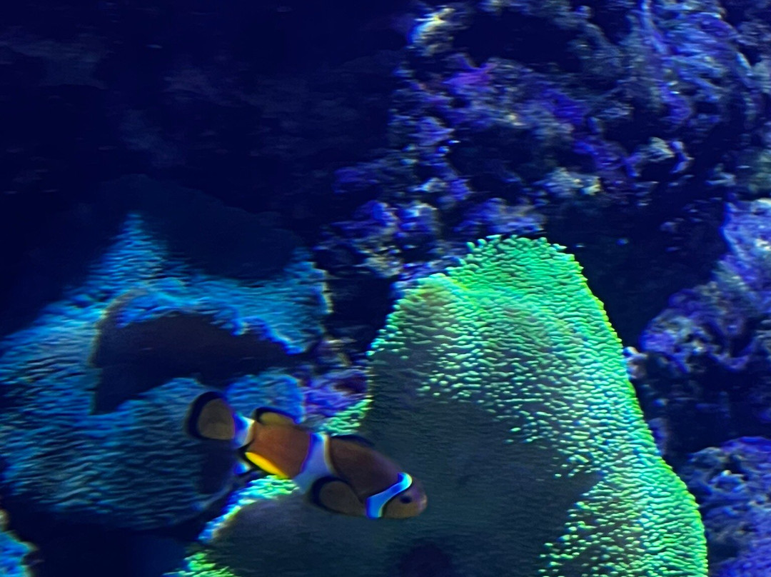 Aquarium de la Réunion-圣吉尔莱班必去景点