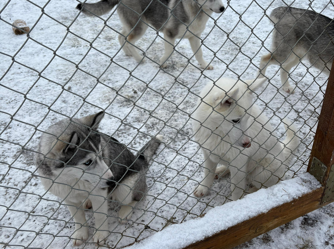 Snow Dogs-米湖必去景点