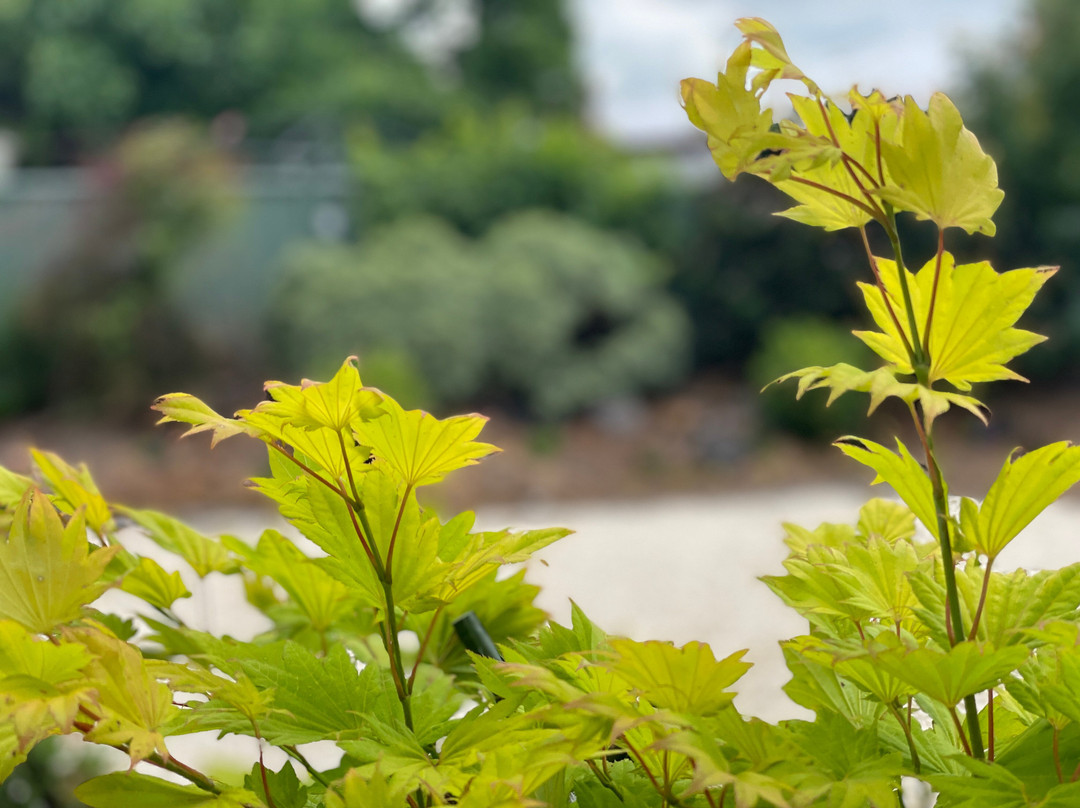 House of Wessex International-Glen Innes必去景点