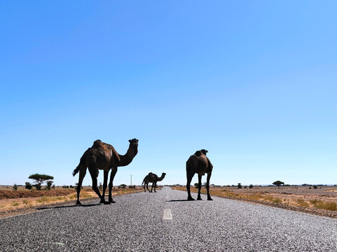 Desert Stars tours-瓦尔扎扎特必去景点