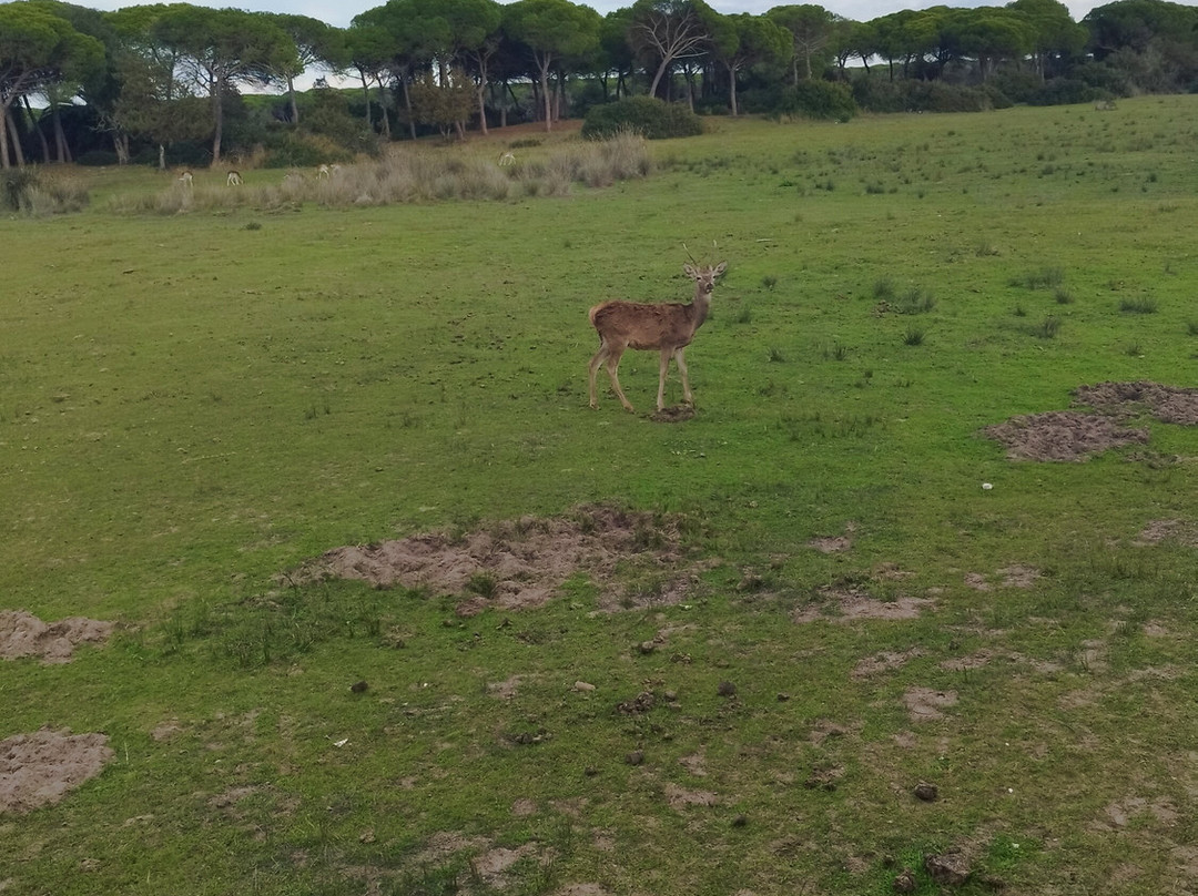 Donana Visitas-El Rocio必去景点