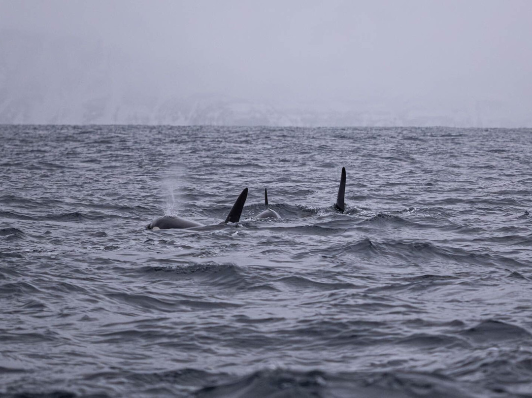 Dervola Adventure-Skjervoy必去景点