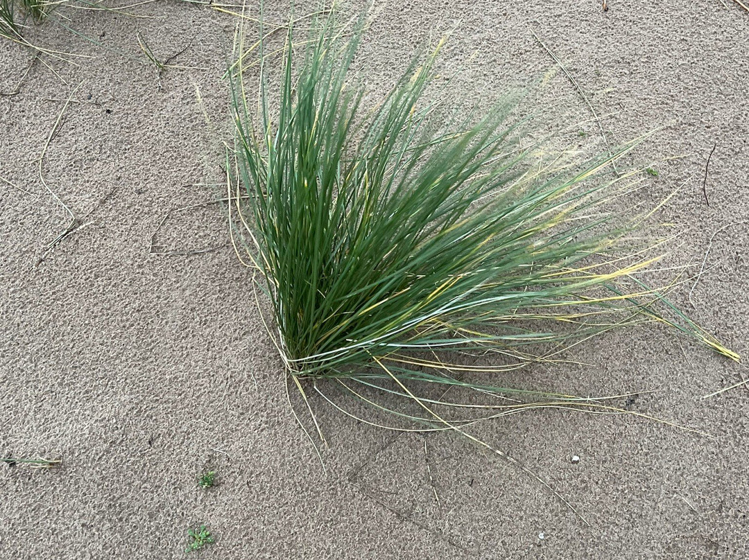 Bamburgh Beach-班堡必去景点