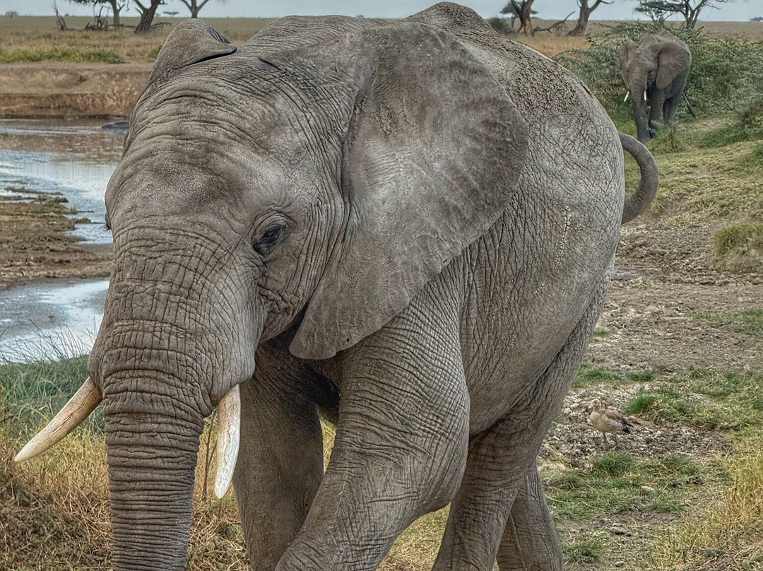 Safari Avventura-阿鲁沙必去景点