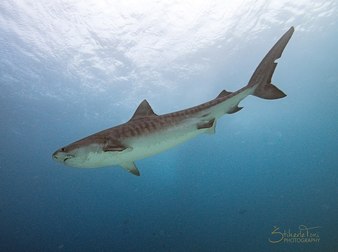 Scuba Butler Fuvahmulah-Fuvahmulah必去景点