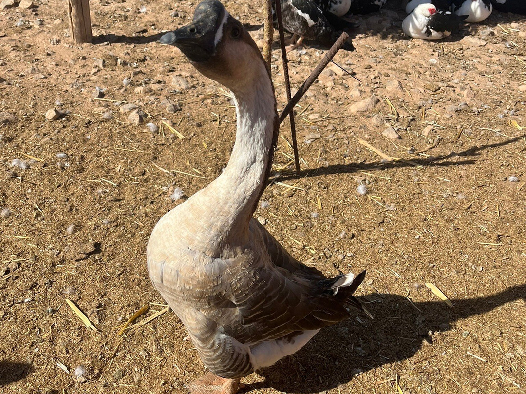 The Animal Academy-Antigua必去景点