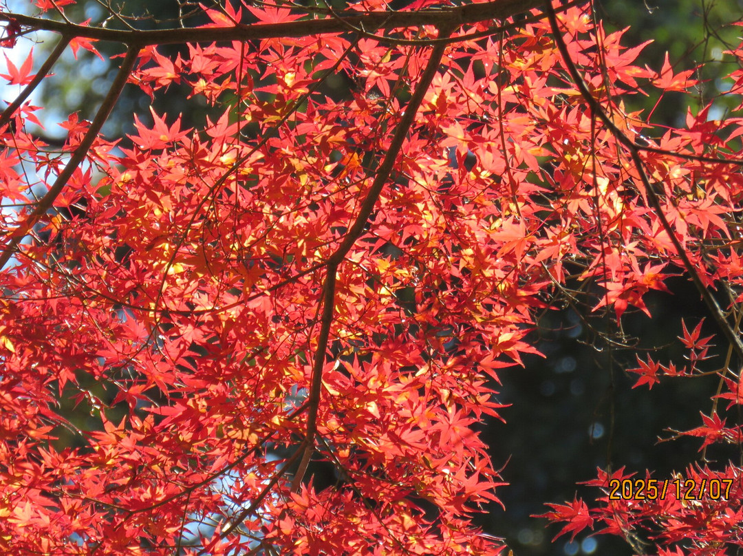 Jufukuji Temple-镰仓市必去景点