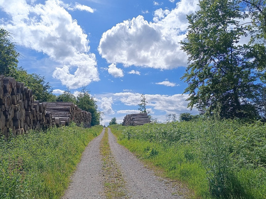 Scninkenwirt Waldhotel主图