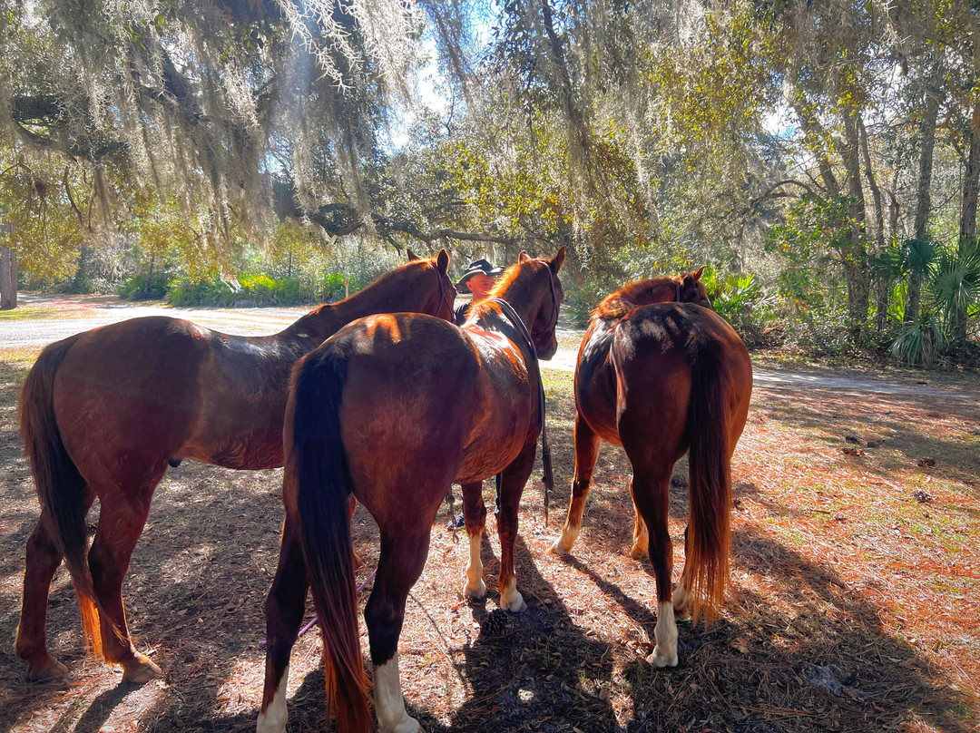 Equestrian Adventures of Florida-代托纳比奇必去景点
