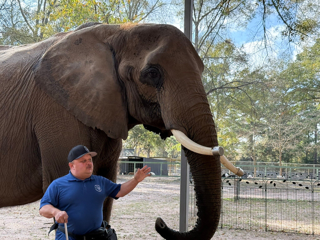 East Texas Elephant Experience-Cut and Shoot必去景点