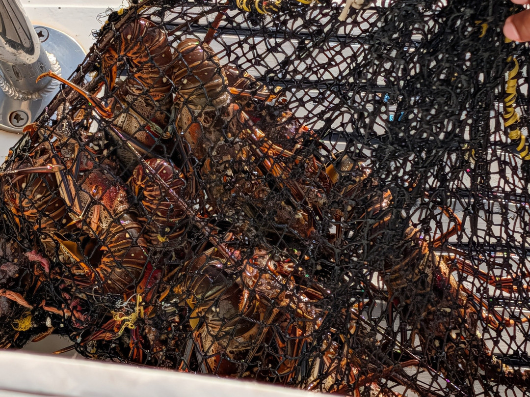 Catamaran Adventures San Blas-埃尔波韦尼尔必去景点