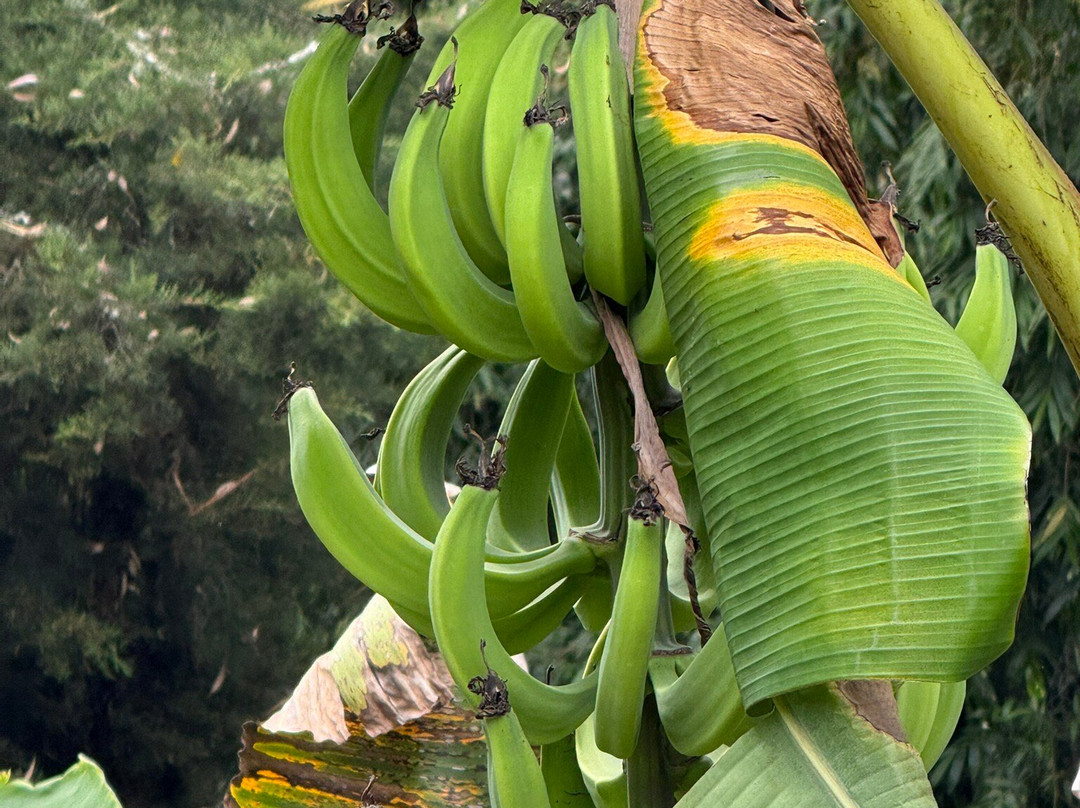 Finca Cafetera La Leona-麦德林必去景点
