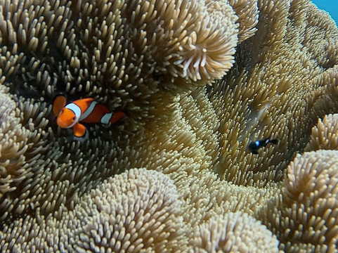 Fisheye Divers-长滩岛必去景点