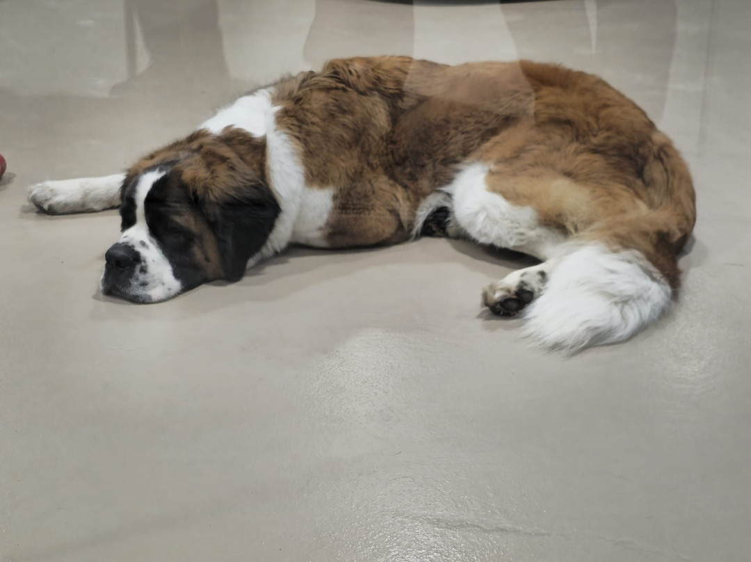 Barryland - Musée Et Chiens Du St-bernard-马蒂尼必去景点