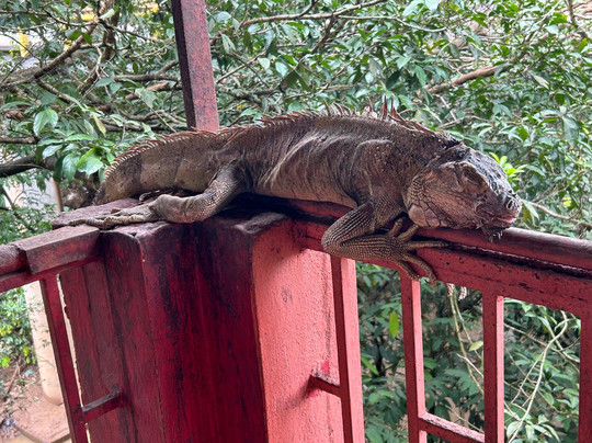Coati Tours-La Fortuna必去景点