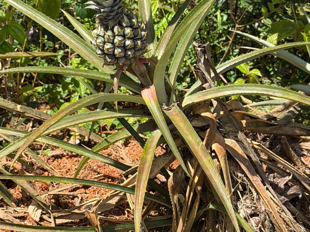 Vallée Des Fruits-大安塞区必去景点