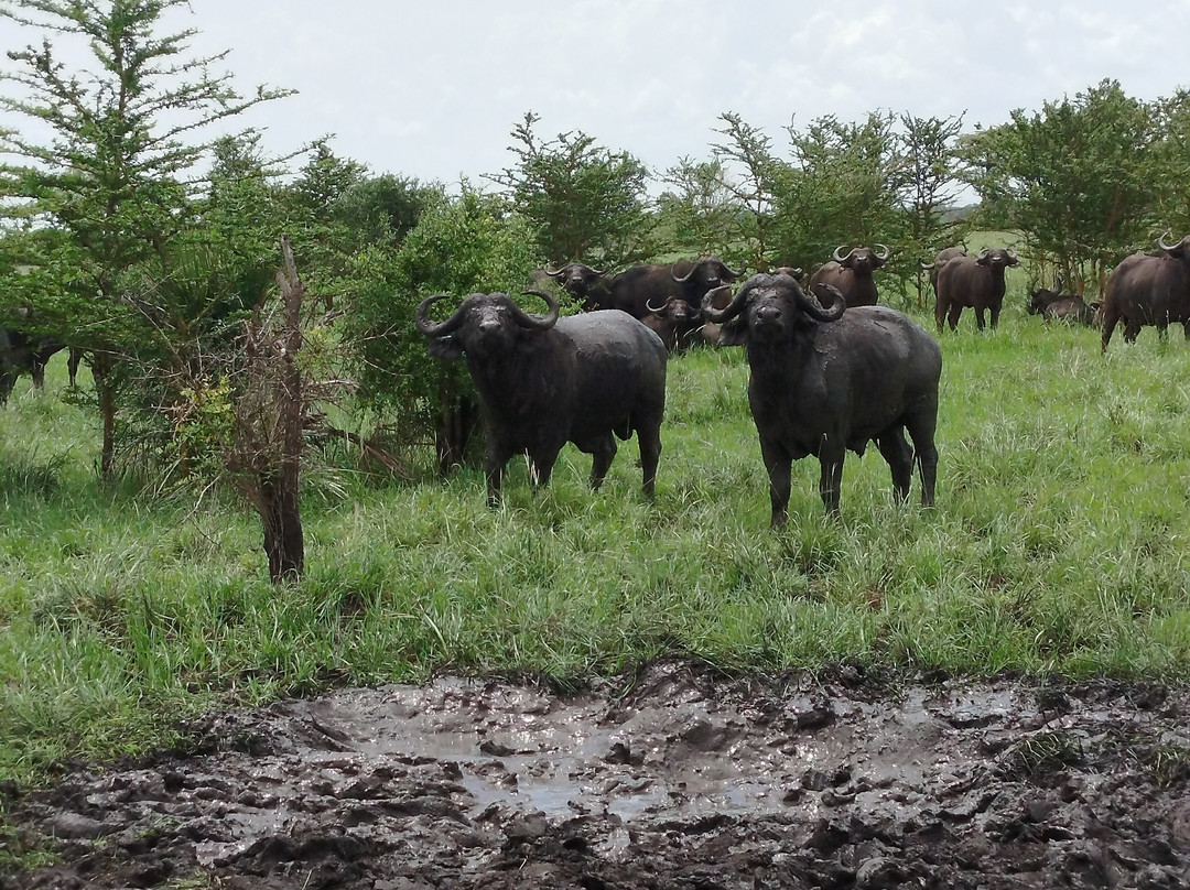 Saadani Tour Operator-巴加莫约必去景点