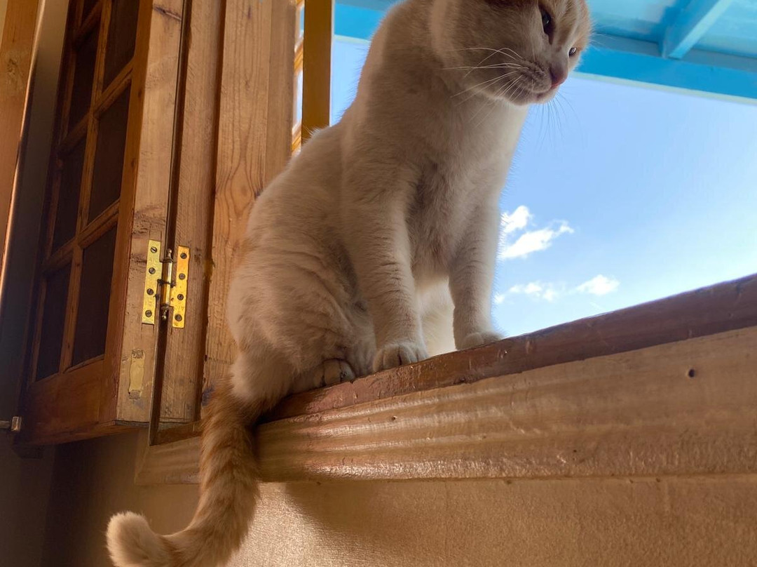 ACE - Animal Care in Egypt-卢克索必去景点