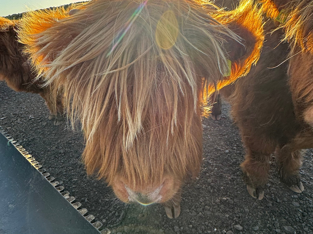 Kitchen Coos & Ewes-New Luce必去景点