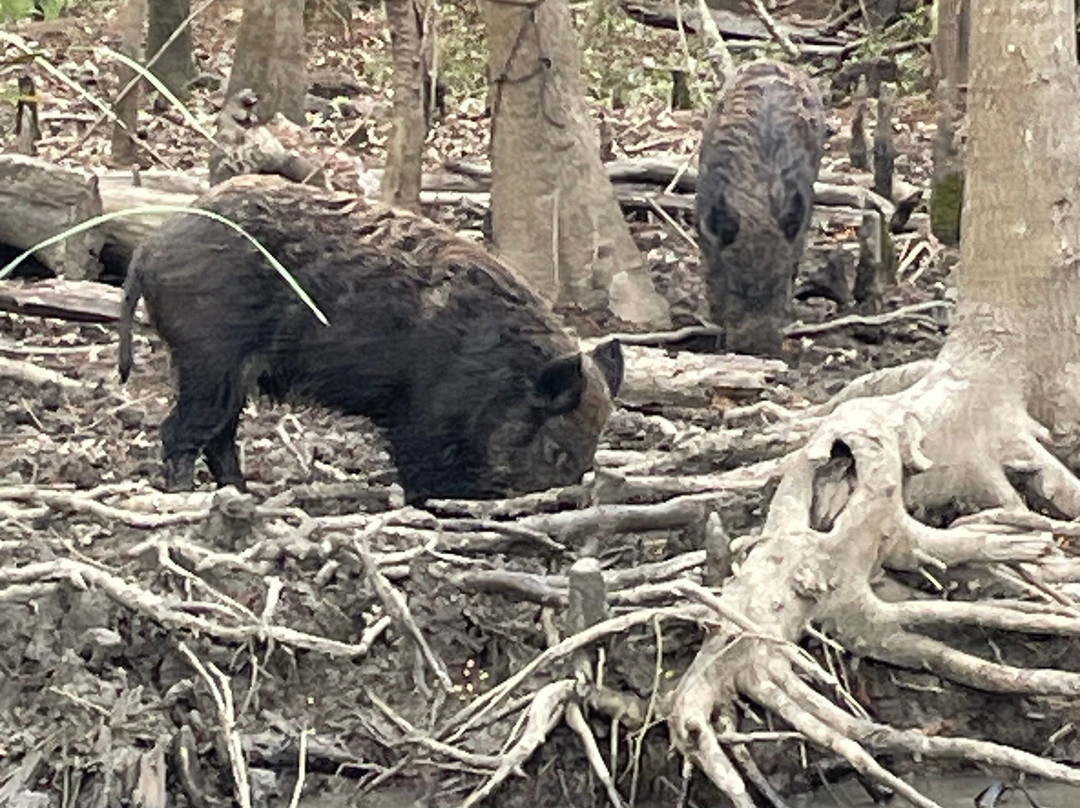 Cajun Pride Swamp Tours-LaPlace必去景点
