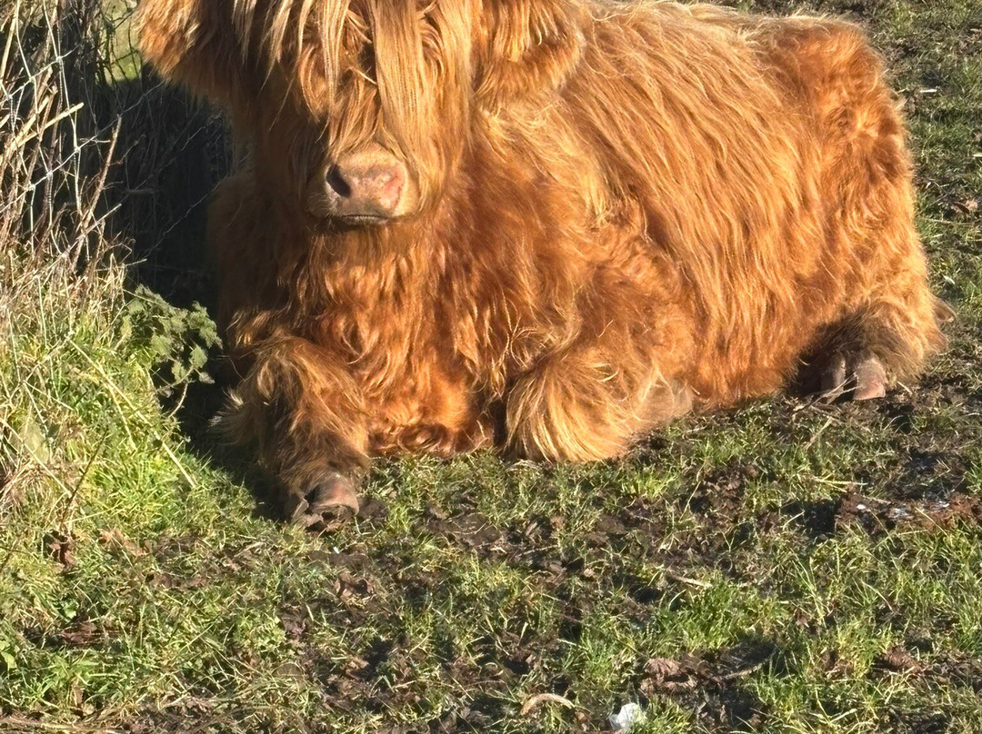 Matlock Farm Park-马特洛克必去景点