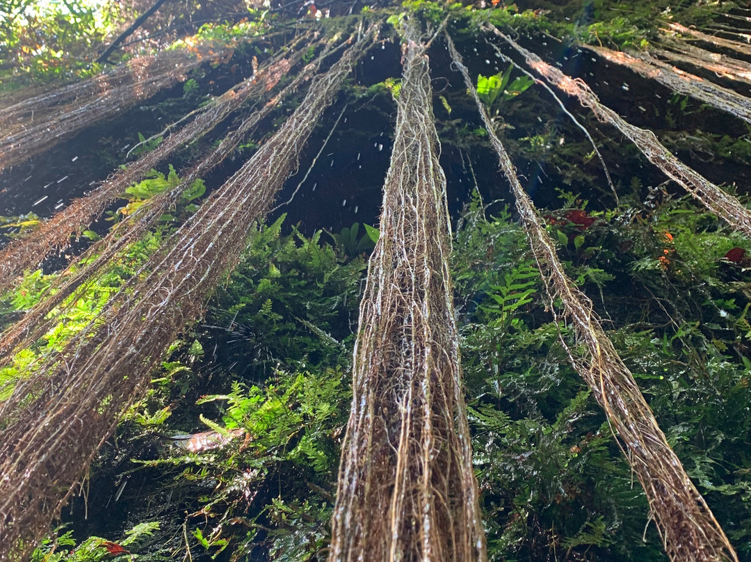 Jalapão Eletrizante Turismo-Palmas必去景点