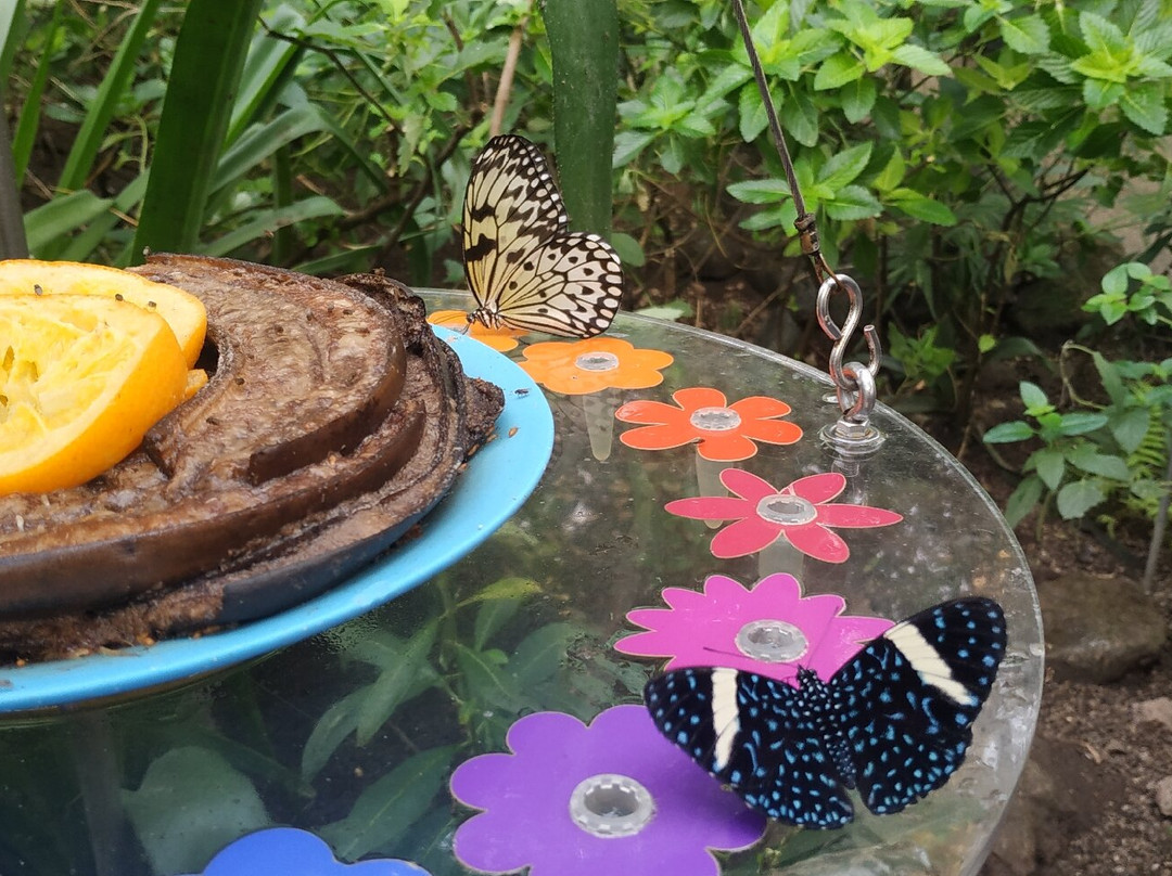 Papiliorama-Kerzers必去景点