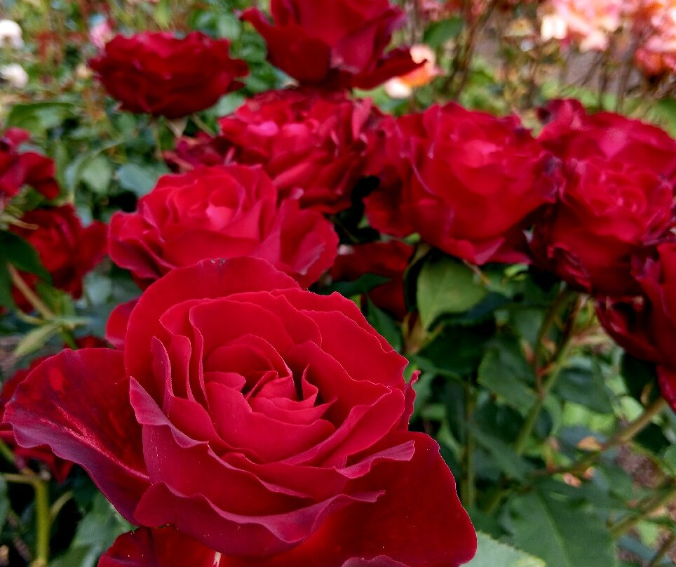 波拉德公园-布伦海姆必去景点