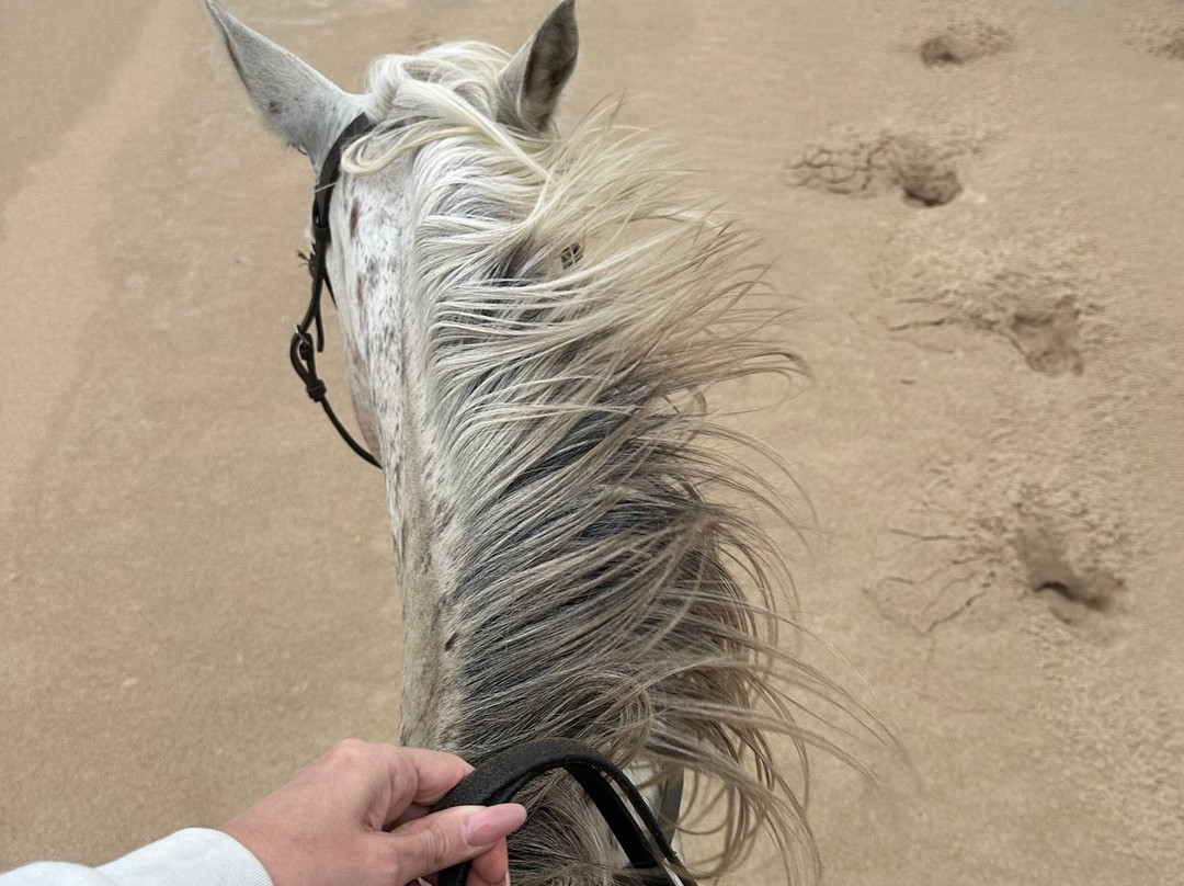 Eco Equus Cabalgatas-La Pedrera必去景点