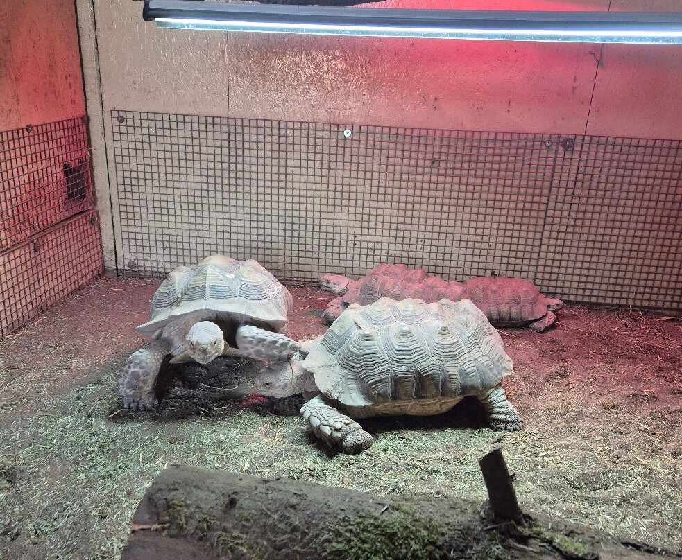 Fife Zoo-库珀必去景点