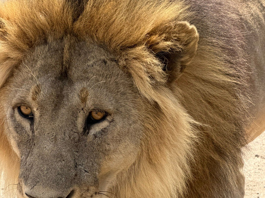 Keei Gee Mountain Expeditions-Naro Moru必去景点