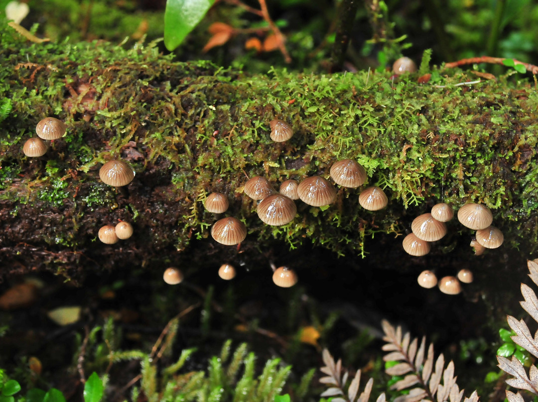 Parque Exploradores-Puerto Rio Tranquilo必去景点
