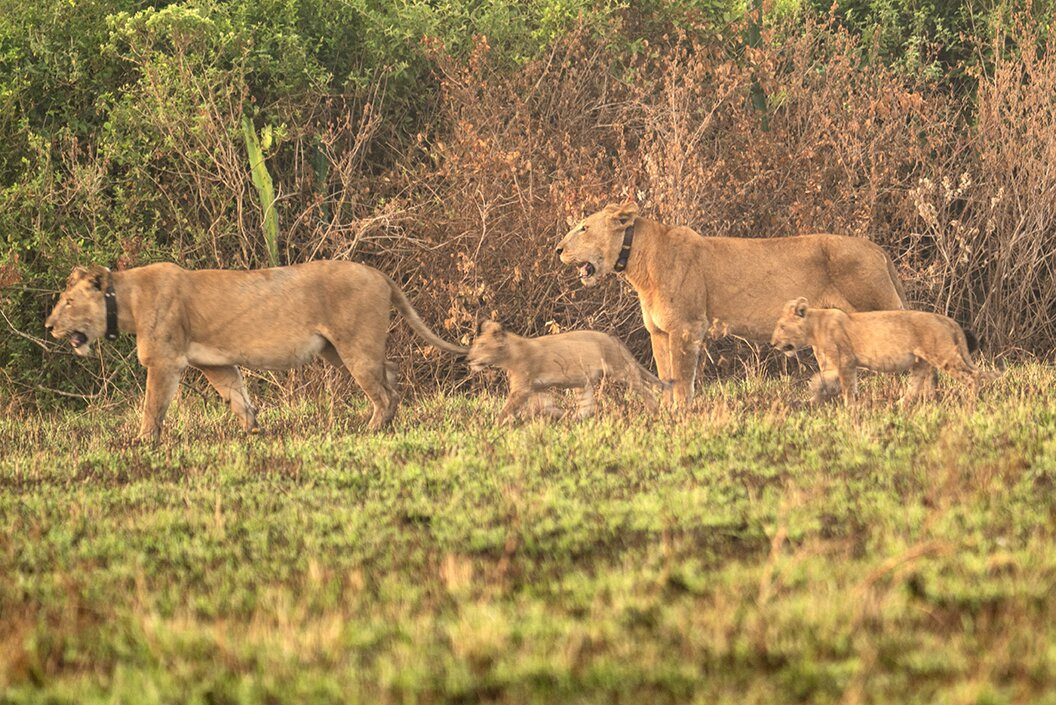 Gorillas and Wildlife Safaris-布恩迪难以穿越的国家公园必去景点