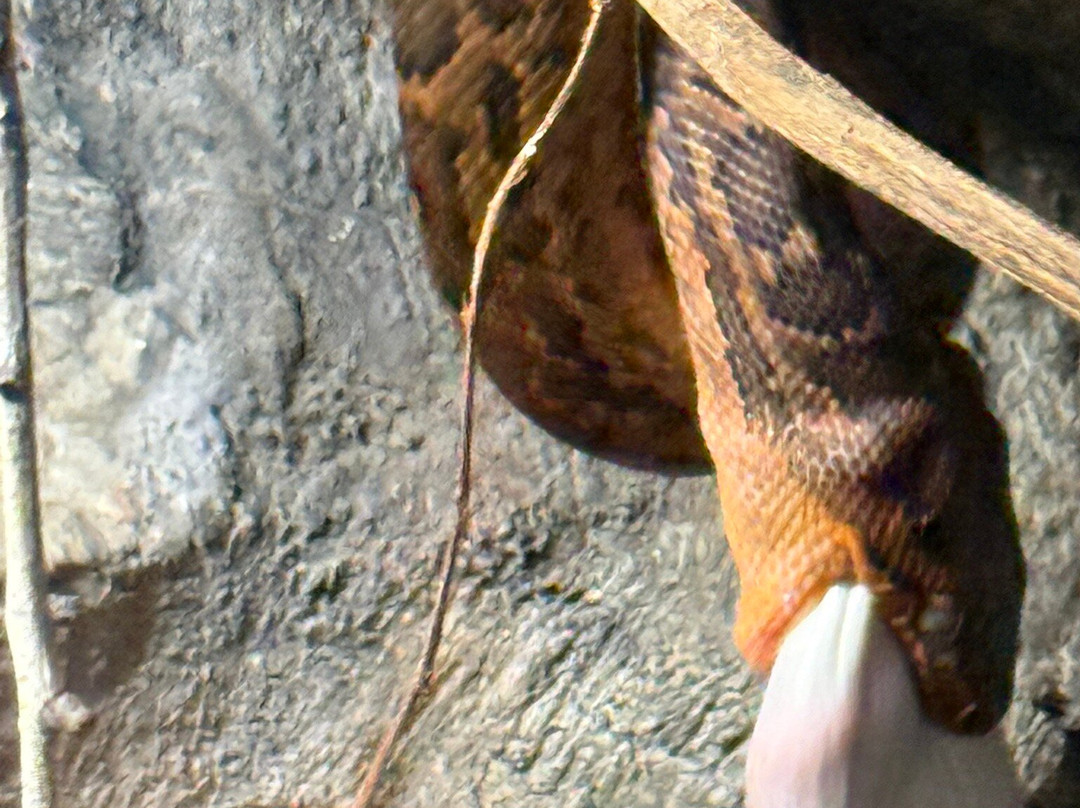 Iguanaland-蓬塔戈尔达必去景点