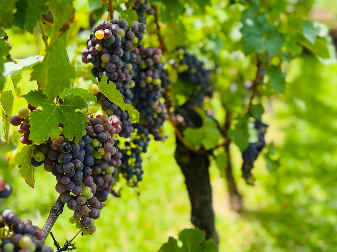 Vinhos Larentis-本图贡萨尔维斯必去景点