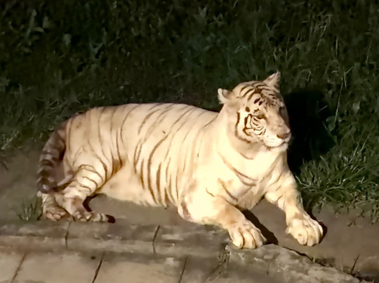 Taman Safari Indonesia Bogor-Cisarua必去景点