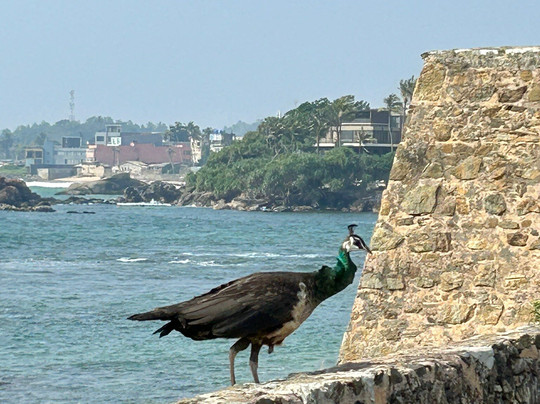 The Merchant Galle Fort主图