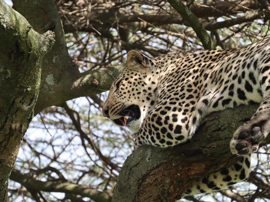 Safari Avventura-阿鲁沙必去景点