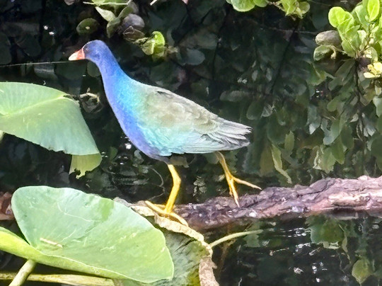 Everglades National Park-佛罗里达城必去景点