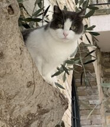 潘布费缇别墅酒店主图