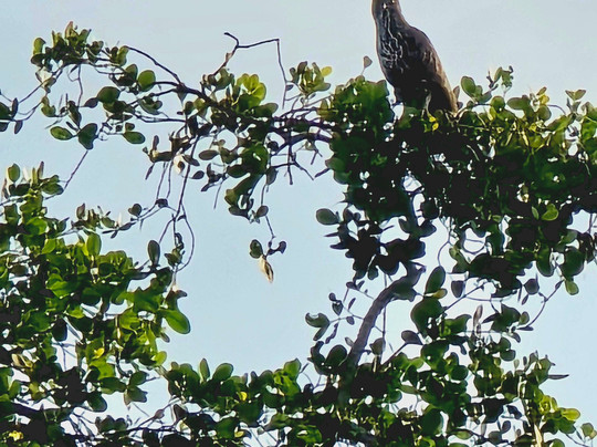 Wildlife Wonders Sri Lanka-唐卡拉必去景点