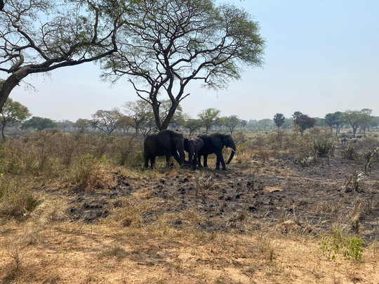 The Great Trekkers Safaris-恩德培必去景点