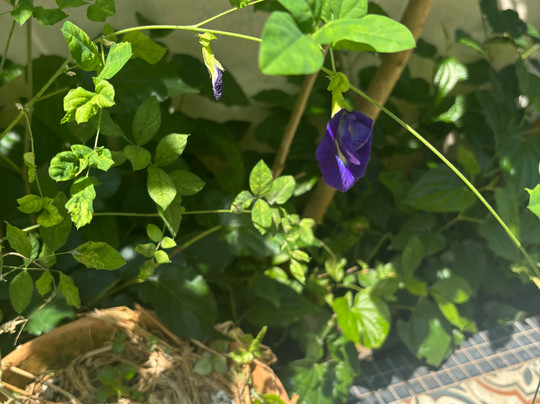 BrassWok Thai Cooking Studio-Si Sunthon必去景点