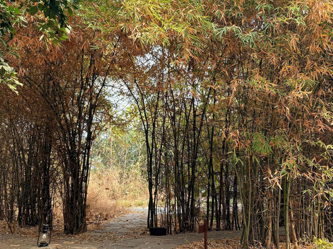 Safari Monks-Bandhavgarh National Park必去景点
