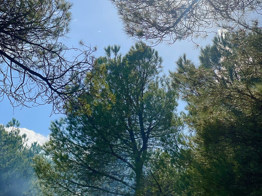 La Foret du Djebel Ouahch-君士坦丁必去景点