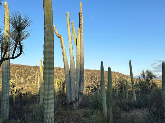 Bio Fan-Tehuacan必去景点